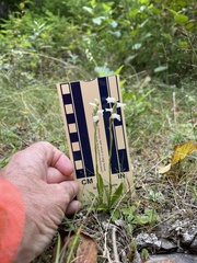 Spiranthes arcisepala