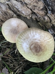 Pluteus plautus