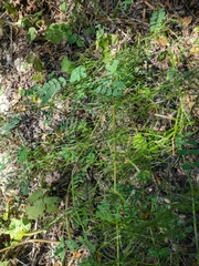 Asparagus verticillatus