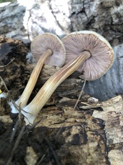 Pluteus plautus