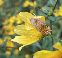 Cirrhophanus triangulifer