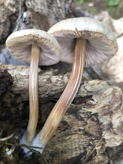 Pluteus plautus