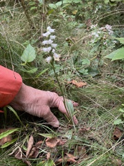 Spiranthes arcisepala