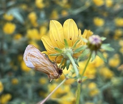 Cirrhophanus triangulifer