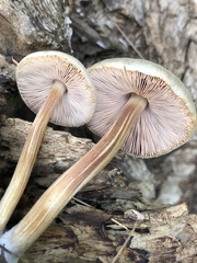 Pluteus plautus
