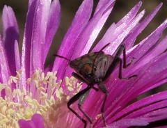 Spilostethus pandurus elegans