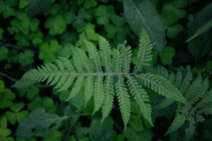 Phegopteris connectilis