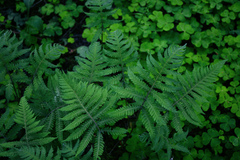 Phegopteris connectilis