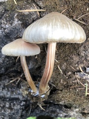 Pluteus plautus