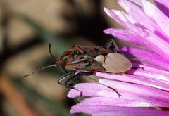 Spilostethus pandurus elegans