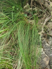 Festuca francoi