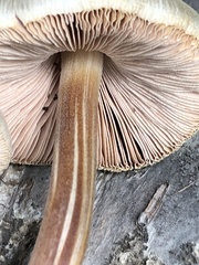 Pluteus plautus