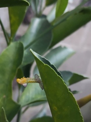 Homalodisca vitripennis