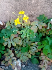 Chelidonium majus