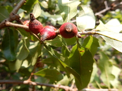 Disholcaspis pattersoni