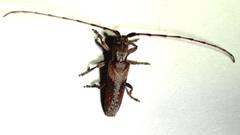 Stenidea verticalis