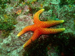 Fromia schultzei