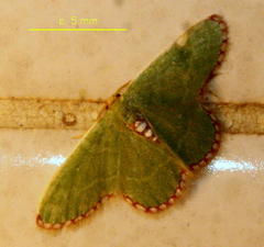 Allochrostes impunctata