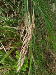 Festuca francoi