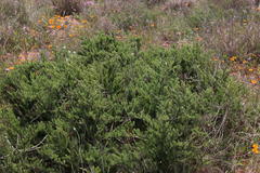 Asparagus rubicundus