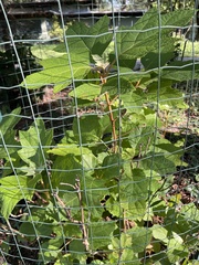 Hydrangea quercifolia