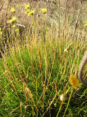 Ursinia tenuifolia
