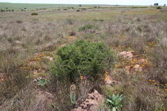 Asparagus rubicundus