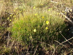 Ursinia tenuifolia