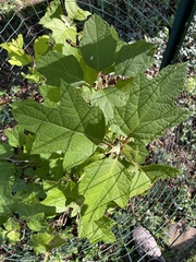 Hydrangea quercifolia