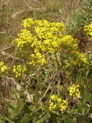 Senecio subcanescens