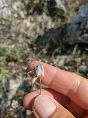 Anthyllis vulneraria boissieri