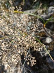 Odontarrhena tortuosa