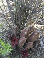 Stapelia rufa