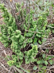 Adiantum chilense scabrum