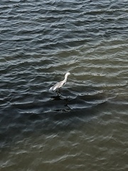 Egretta caerulea × thula