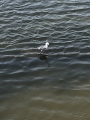 Egretta caerulea × thula