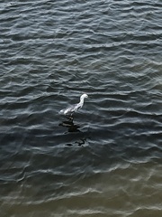 Egretta caerulea × thula
