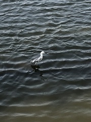 Egretta caerulea × thula