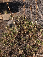 Penstemon euglaucus