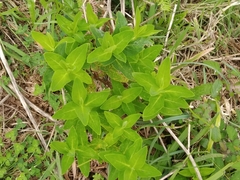 Hypericum foliosum