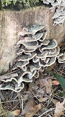 Trametes versicolor