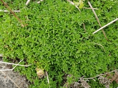 Thymus caespititius