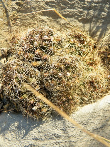 Image of Nickels' Cactus (Coryphantha nickelsiae) by (c) amantedarmanin, some rights reserved (CC BY)
