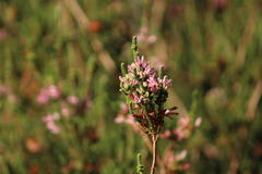 Erica verticillata