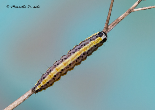 Marbled Yellow Pearl, photo 4 of 10