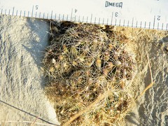 Coryphantha nickelsiae