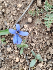 Tecophilaea violiflora