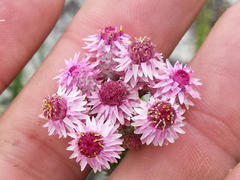 Lachnospermum umbellatum