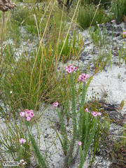Lachnospermum umbellatum