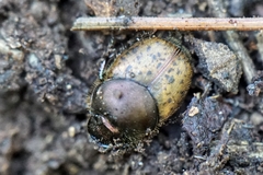 Onthophagus coenobita